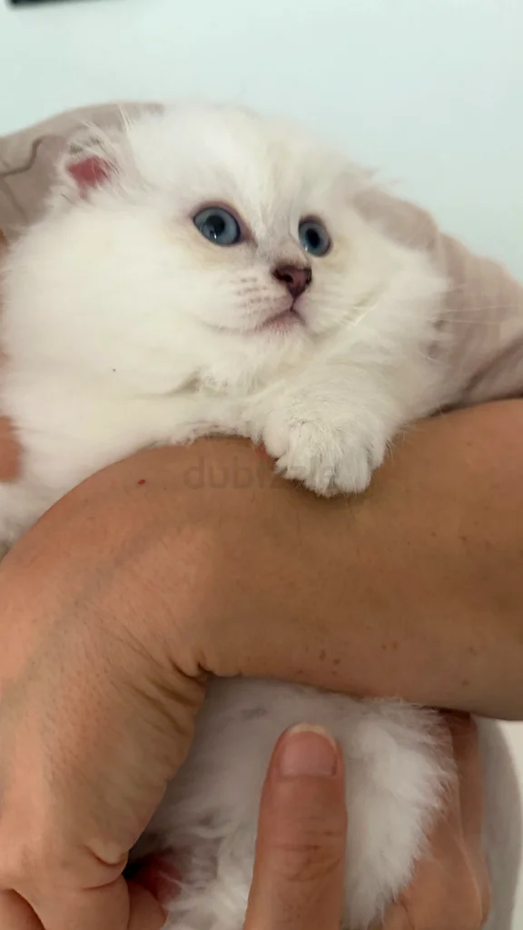 Scottish fold kittens 45 days old63231687646465112