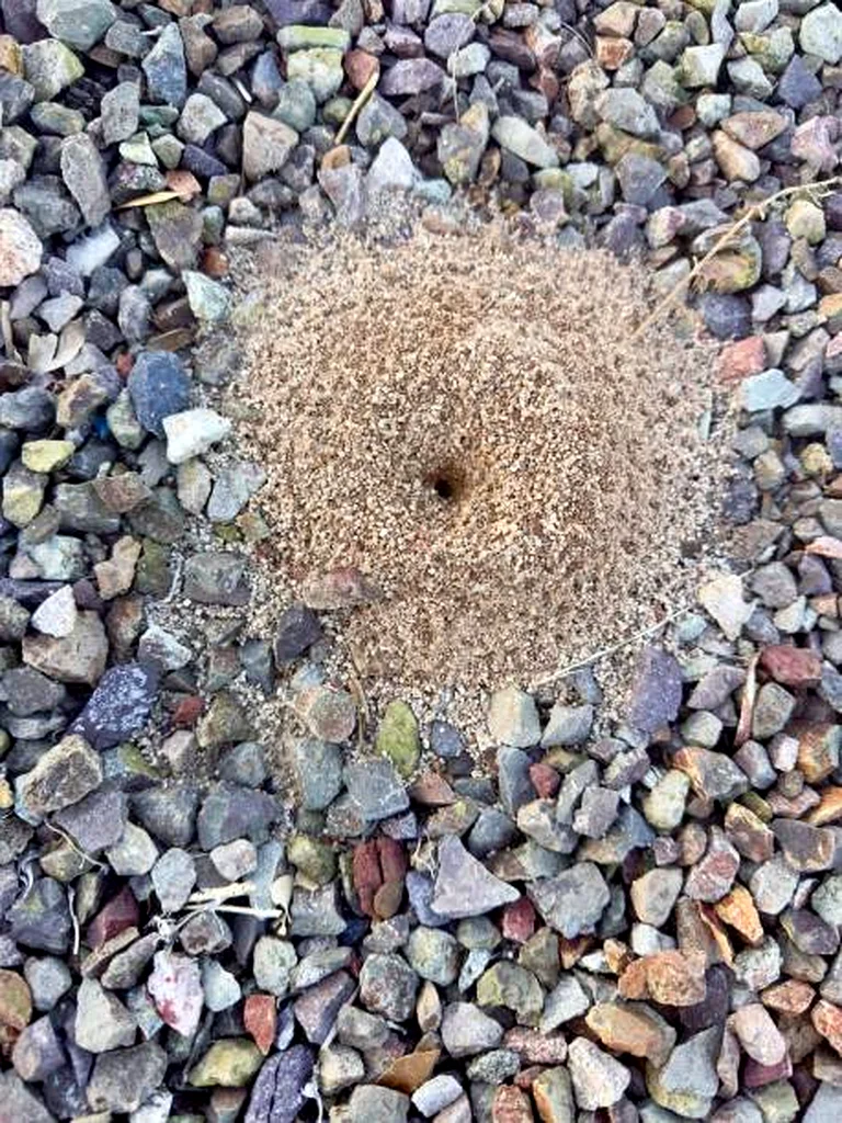 When ants think your kitchen is they buffet63440511275266112