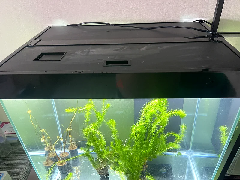 Aquarium Ciano63174797863554112