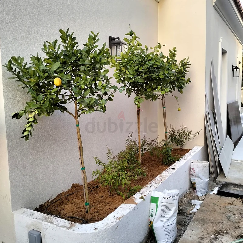 التصميم المهني للحدائق والصيانة في دبي.63181797636355111