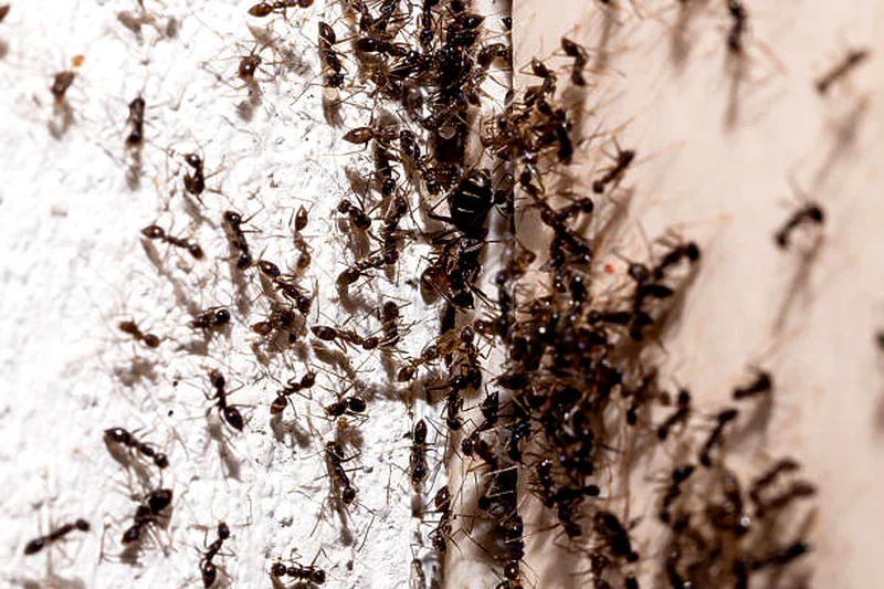 When ants think your kitchen is they buffet63440511275266111