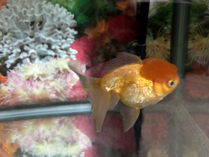 80cm Aquarium63174797851139111
