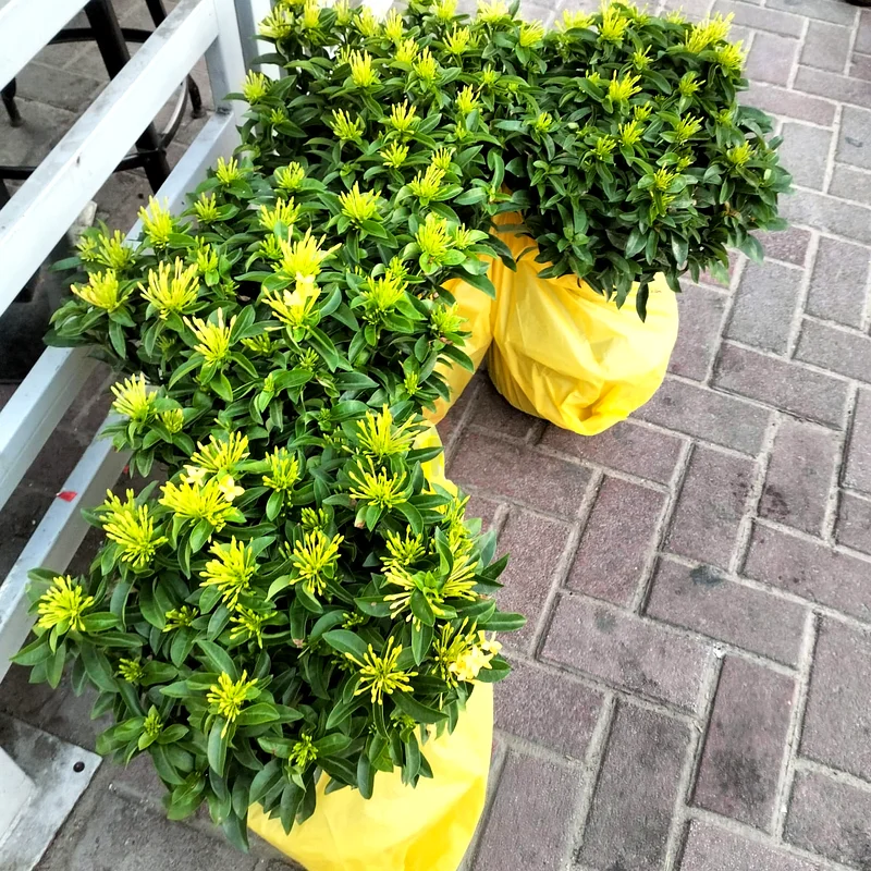 التصميم المهني للحدائق والصيانة في دبي.63181797636355112