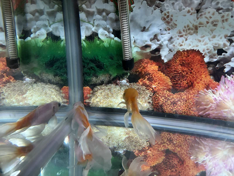 80cm Aquarium63174797851139112