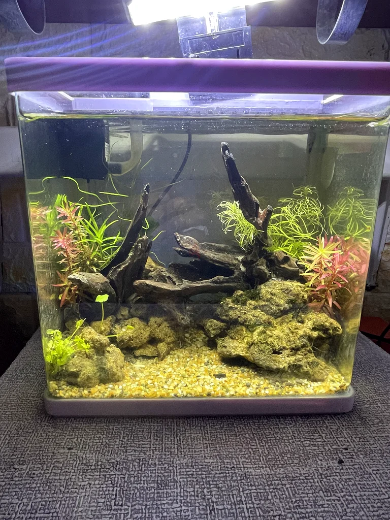 Beautifully Crafted Aquarium with Vibrant Fishes!63205367235714111