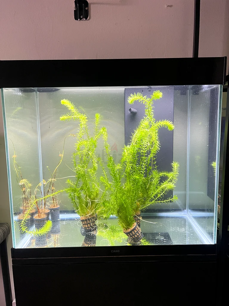 Aquarium Ciano63174797863554111