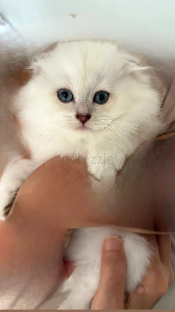 Scottish fold kittens 45 days old63231687646465113
