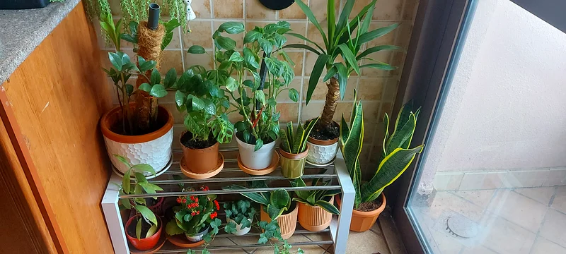 Plant stand for sale63212409040771119