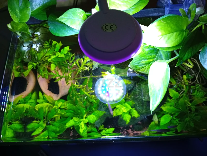 3 Gallon Community Tank whole with Equipment and livestock (full setup)63205367257219113