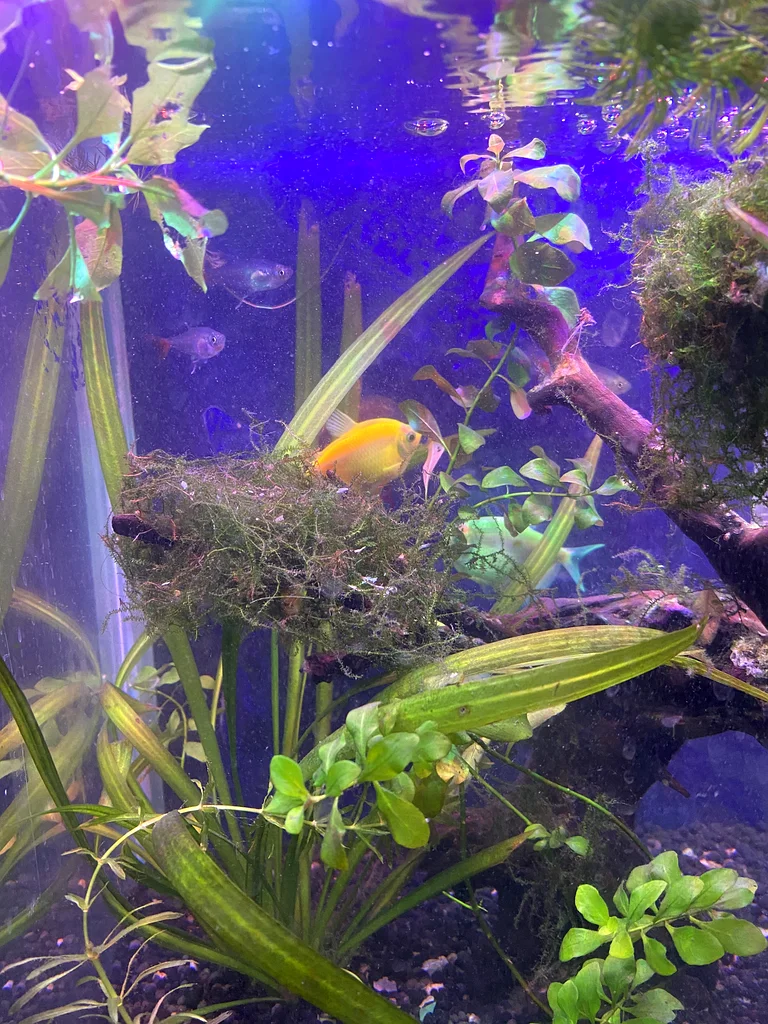 Planted  Aquarium/Aquascaping63205367264129111