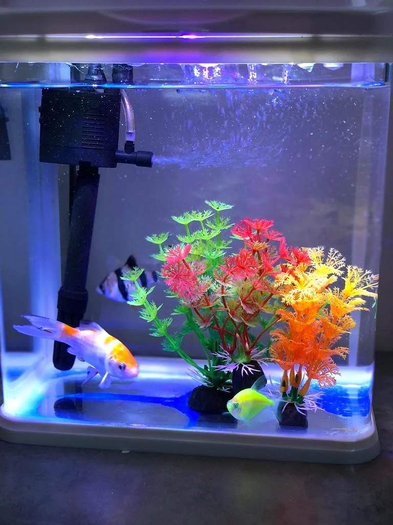 Vibrant Aquarium with Colorful Decor63205367289859111