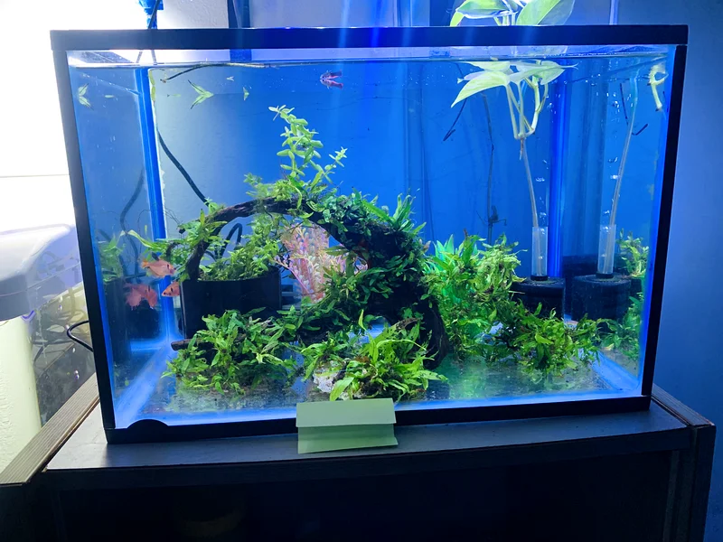 Stunning Aquascape Aquarium with Lush Greenery  ( Java fern)63201692849409113