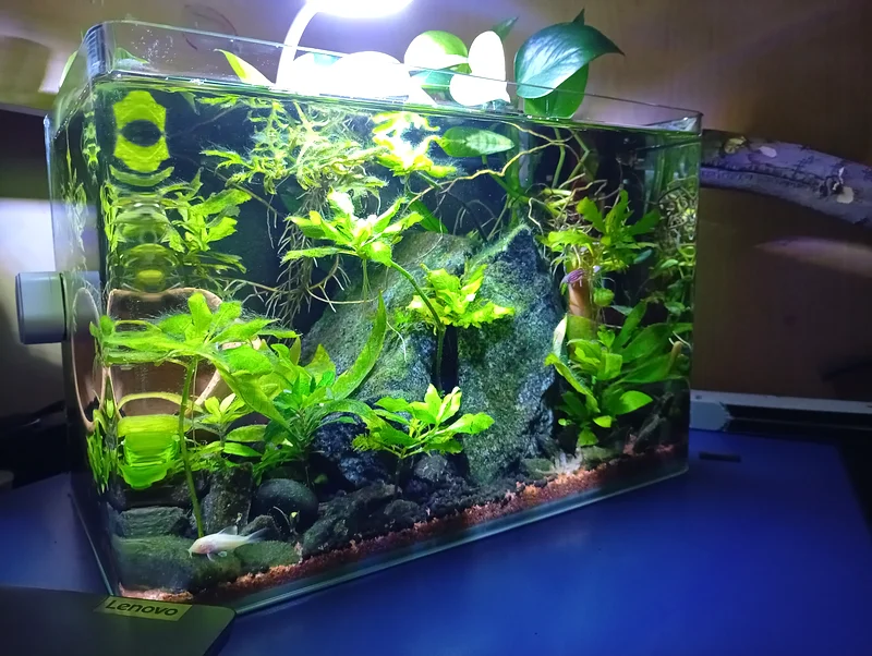 3 Gallon Community Tank whole with Equipment and livestock (full setup)63205367257219111