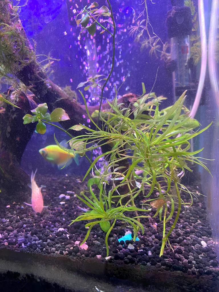 Planted  Aquarium/Aquascaping63205367264129112