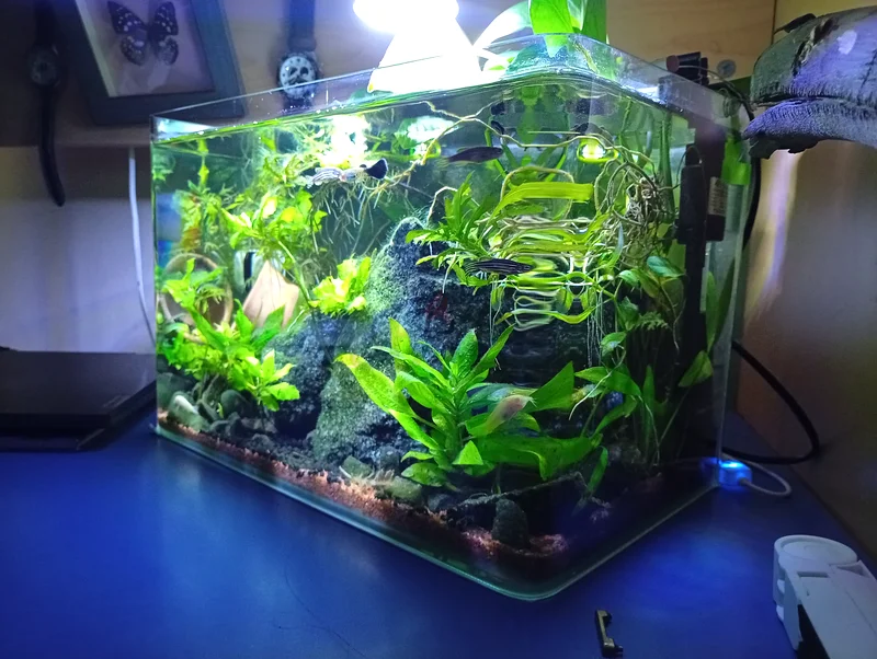 3 Gallon Community Tank whole with Equipment and livestock (full setup)63205367257219112