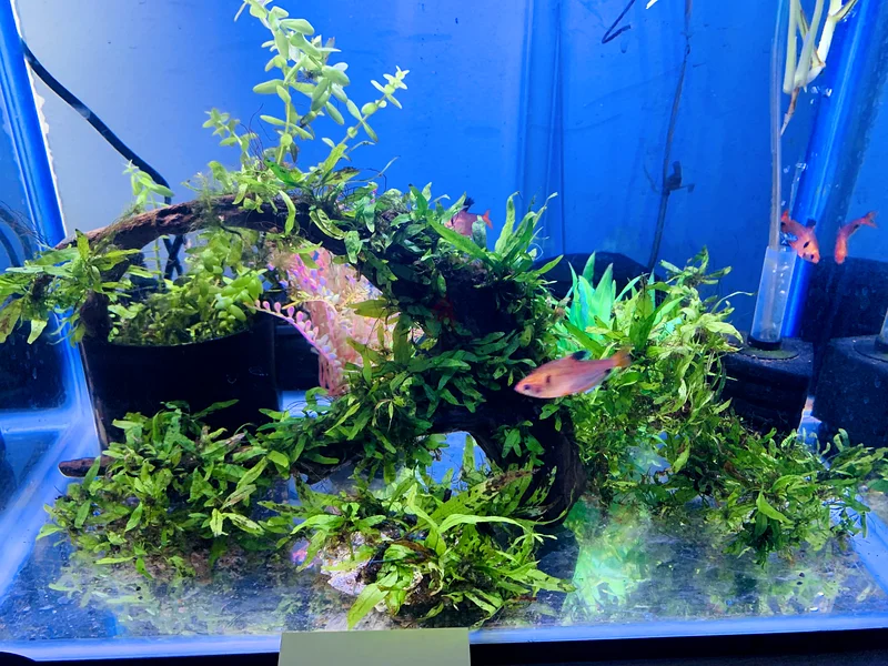 Stunning Aquascape Aquarium with Lush Greenery  ( Java fern)63201692849409111