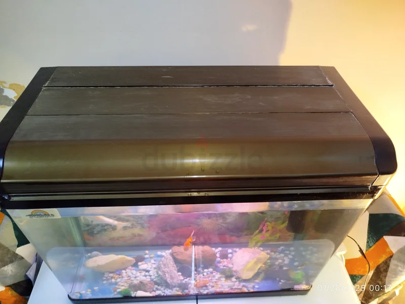 Stunning Fish Aquarium - Complete Setup!63205367304322112