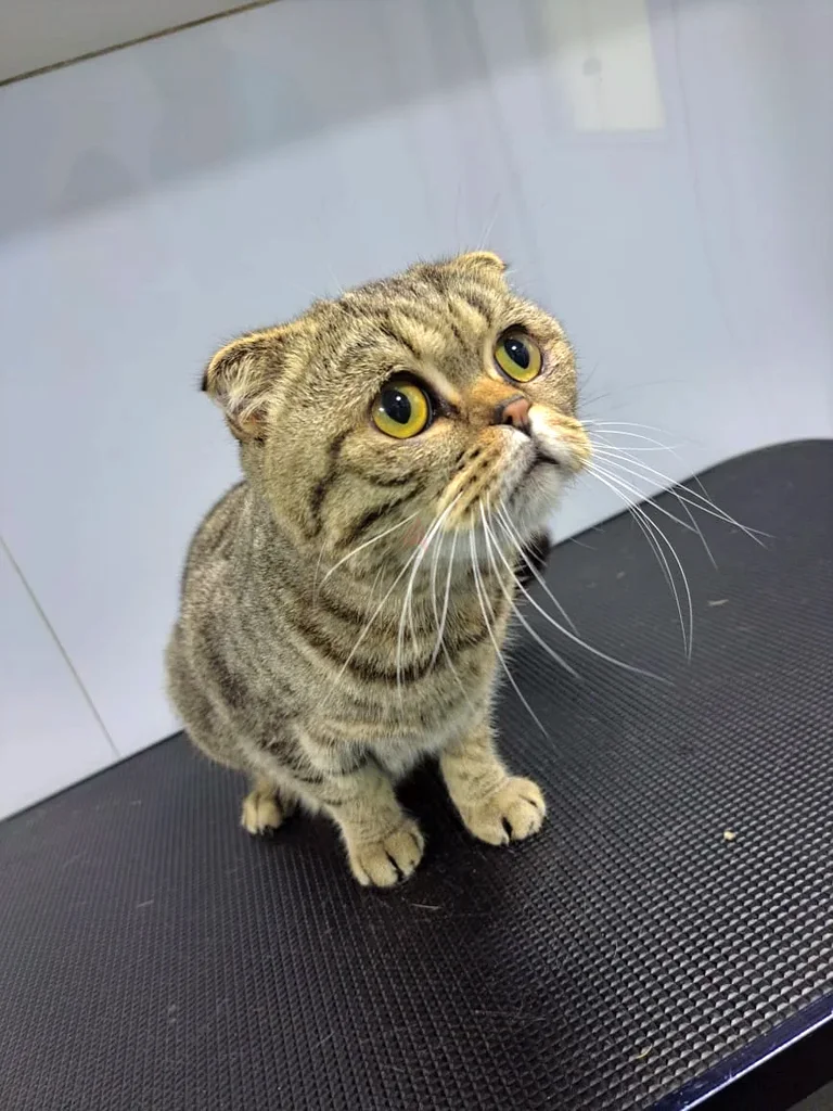 Mobile Pet Grooming63437620502402112
