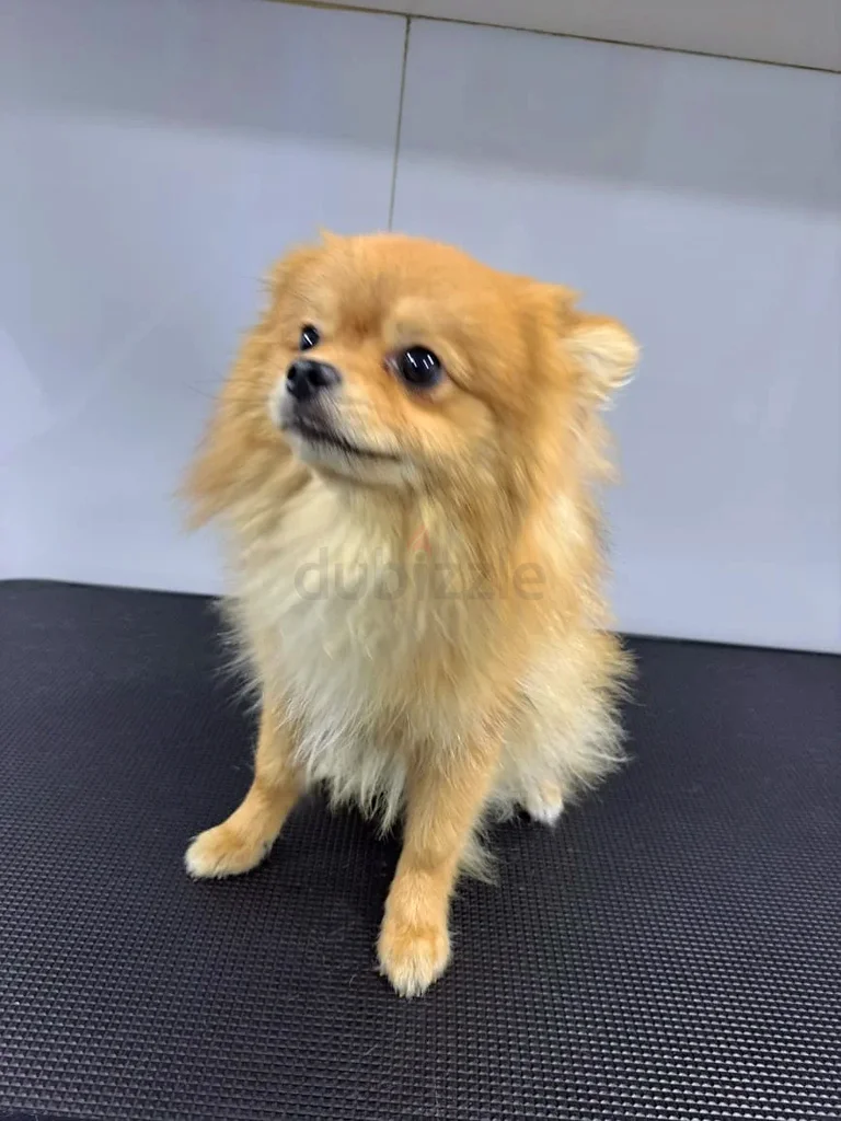 Mobile Pet Grooming63437620502402113