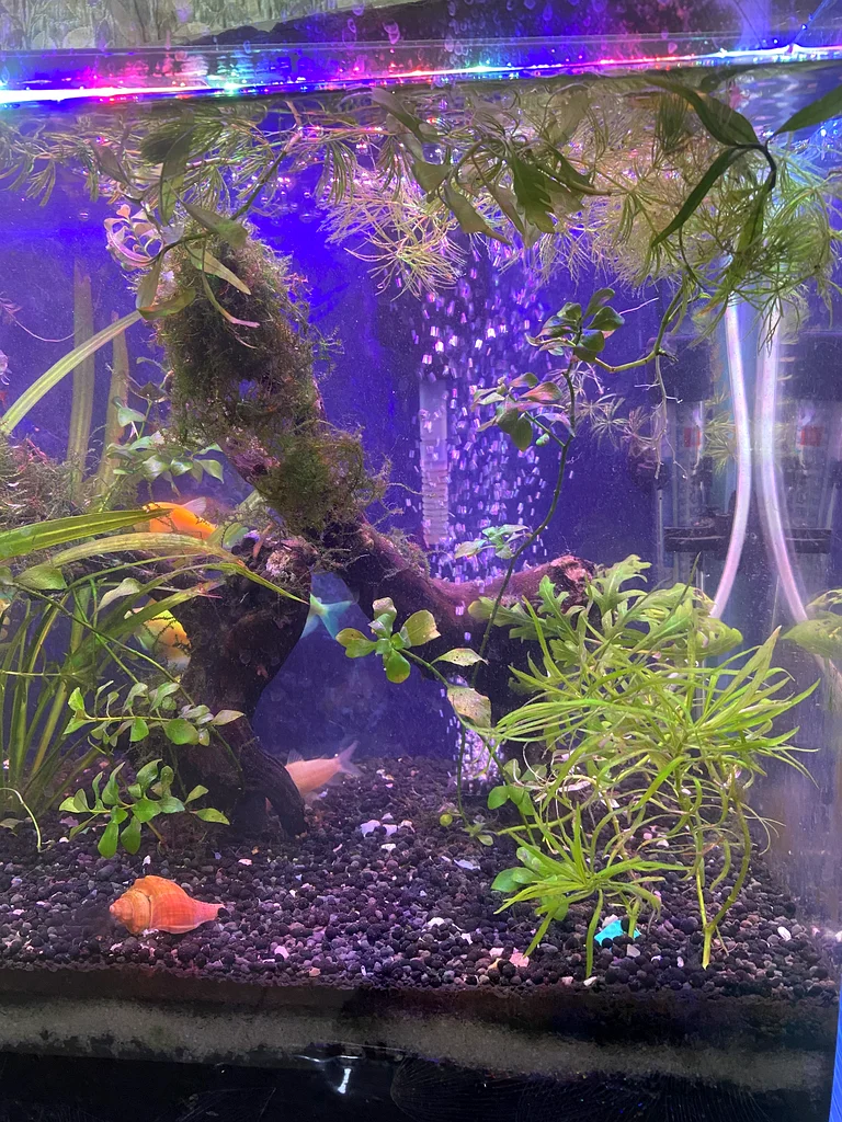 Planted  Aquarium/Aquascaping63205367264129113