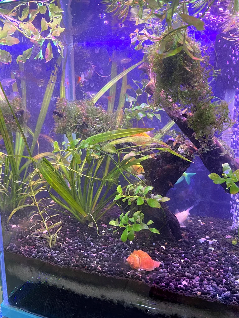 Planted  Aquarium/Aquascaping63205367264129114
