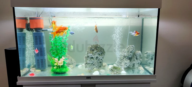 Beautiful Laxury Fish Tank with Cabinet (ORIGINAL JUWEL Germany) - RIO 125 White with fishes and ACC63205367249922114