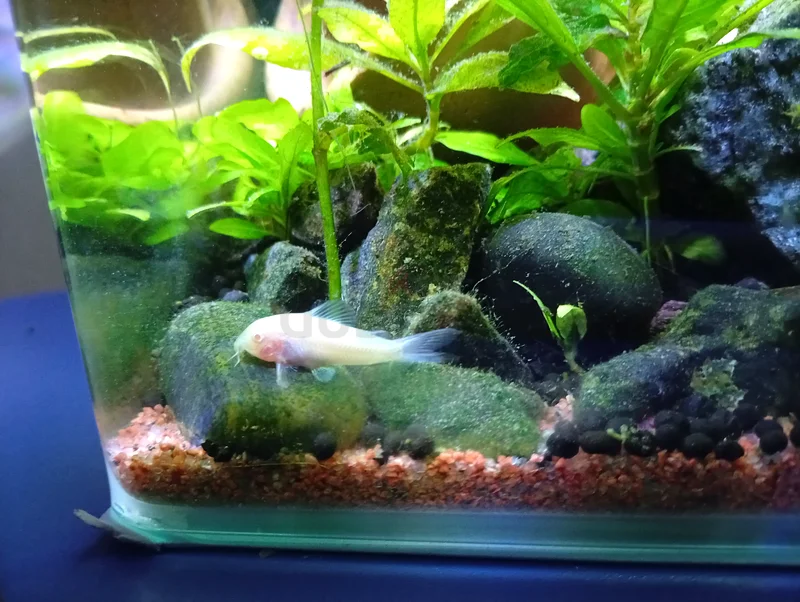 3 Gallon Community Tank whole with Equipment and livestock (full setup)63205367257219114