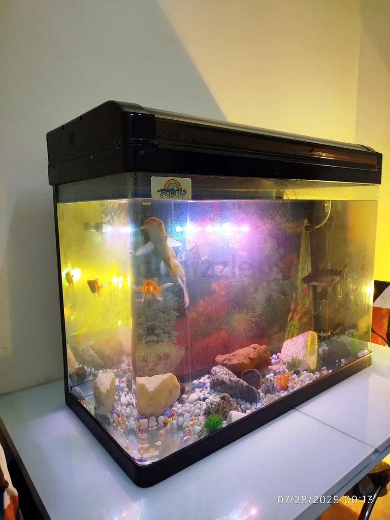 Stunning Fish Aquarium - Complete Setup!63205367304322113