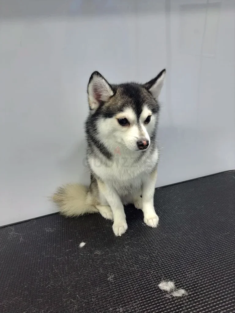 Mobile Pet Grooming63437620502402114