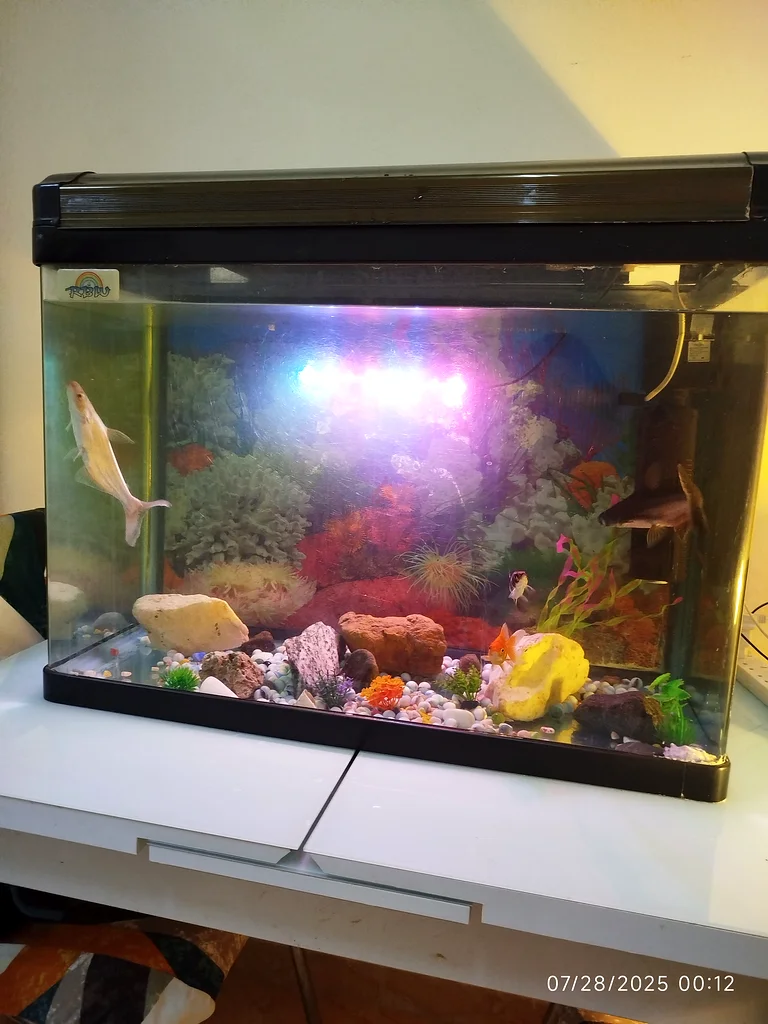 Stunning Fish Aquarium - Complete Setup!63205367304322111