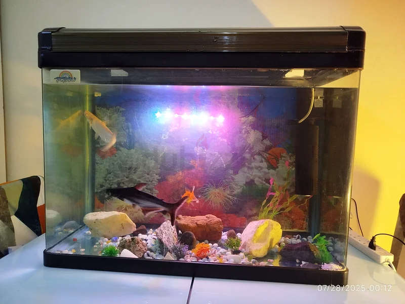 Stunning Fish Aquarium - Complete Setup!63205367304322114