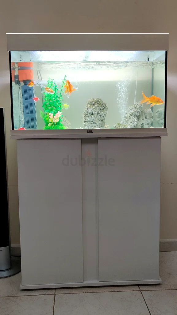 Beautiful Laxury Fish Tank with Cabinet (ORIGINAL JUWEL Germany) - RIO 125 White with fishes and ACC63205367249922113