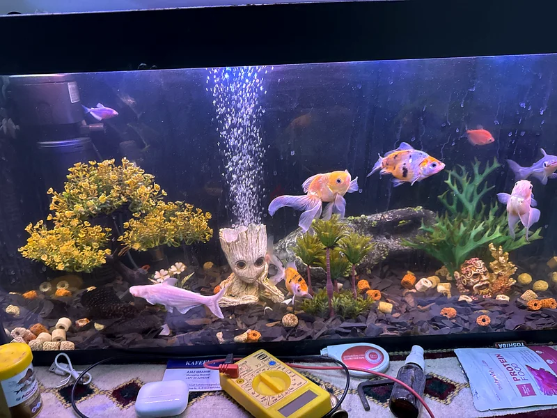 Stunning Fish Aquarium with Lively Fish and Accessories!63205893720578111