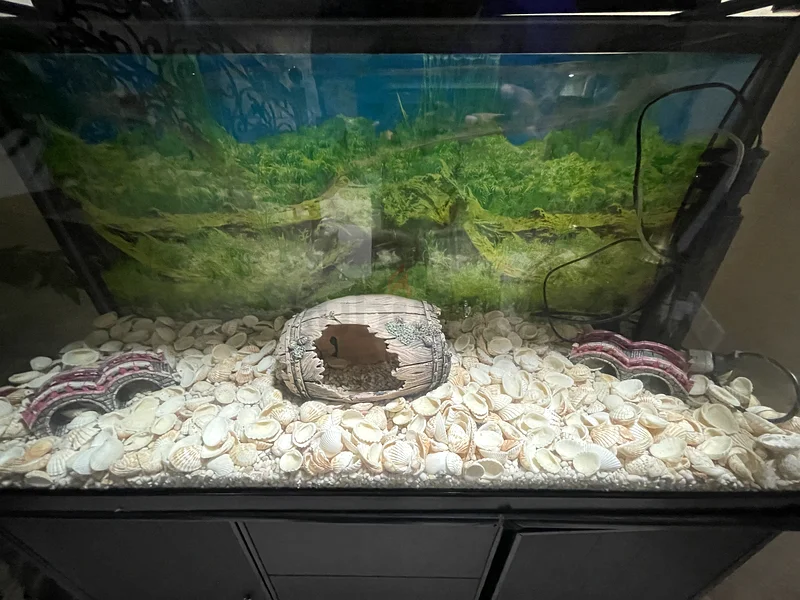Stylish Aquarium with Elegant Stand for Sale63205893654659112