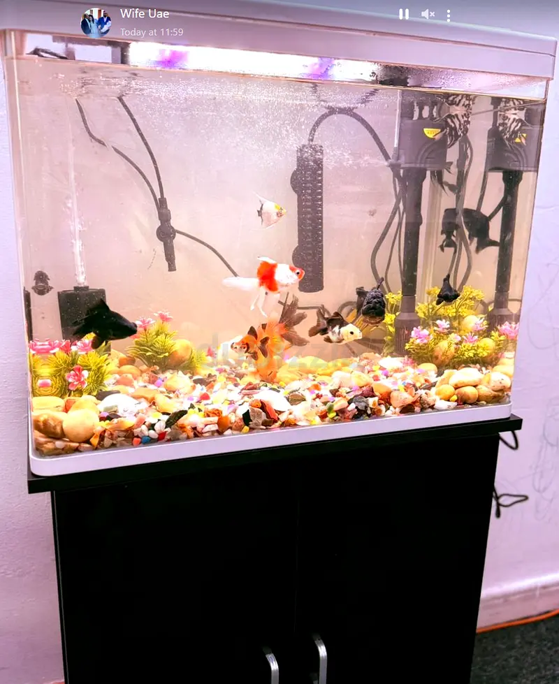 Aquarium with Fish and accessories