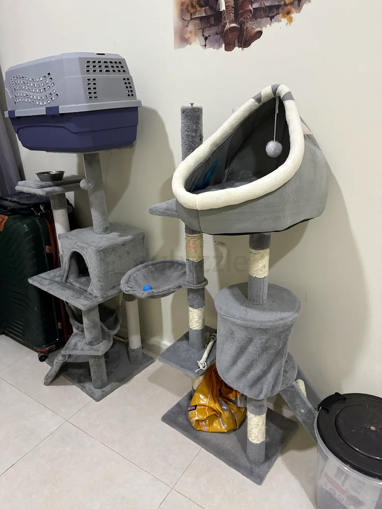 2 cats + cat house63204869300098114