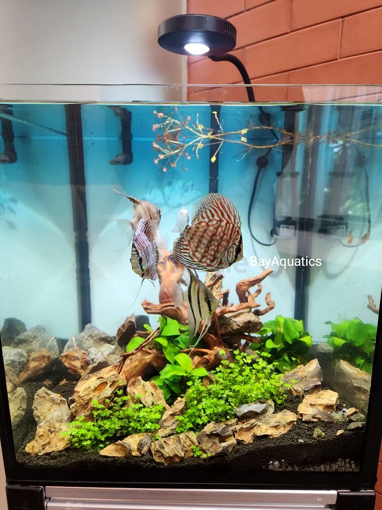 Marine Aquarium / Planted Aquarium63205893752705114
