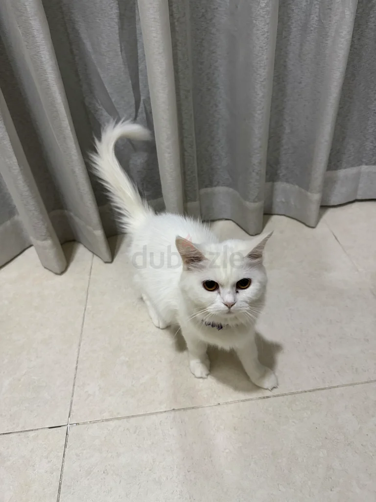 2 cats + cat house63204869300098113