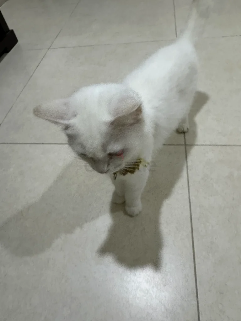 2 cats + cat house63204869300098111