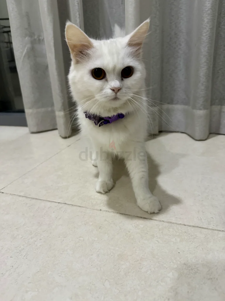 2 cats + cat house63204869300098112
