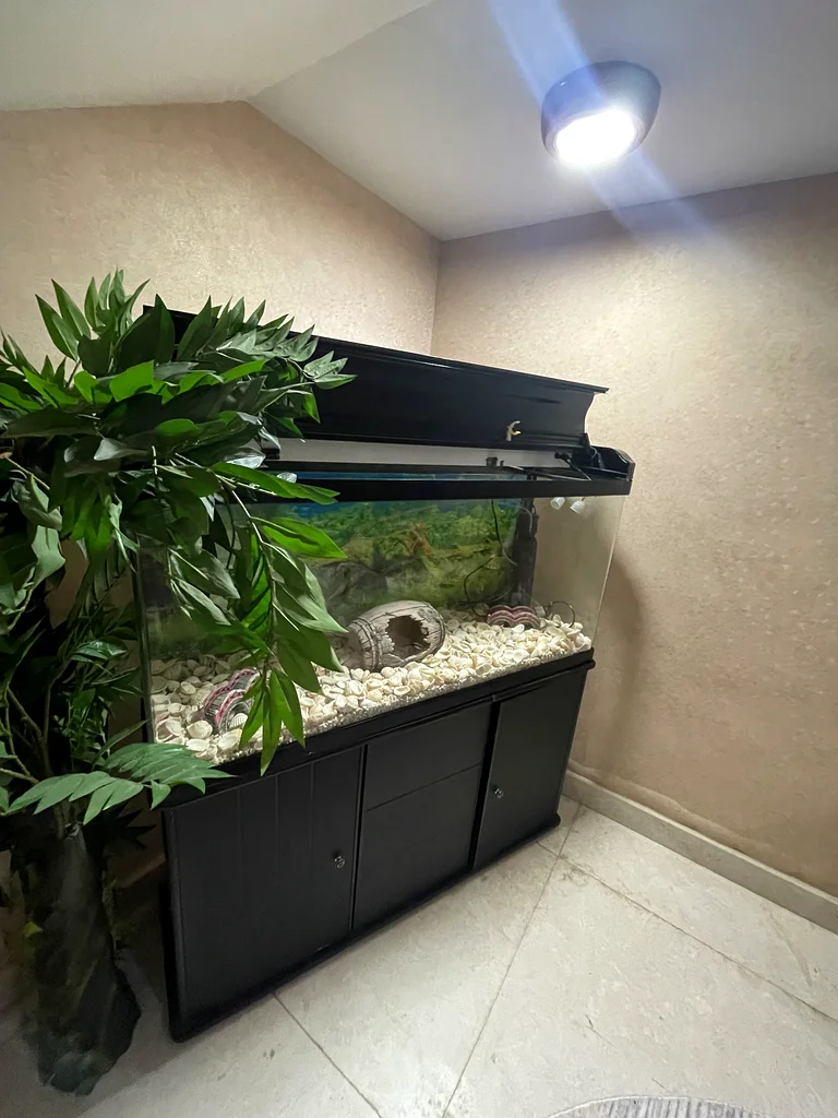Stylish Aquarium with Elegant Stand for Sale63205893654659114