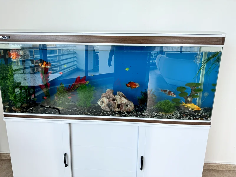 200L Aquarium - Excellent Condition!63201692702082111