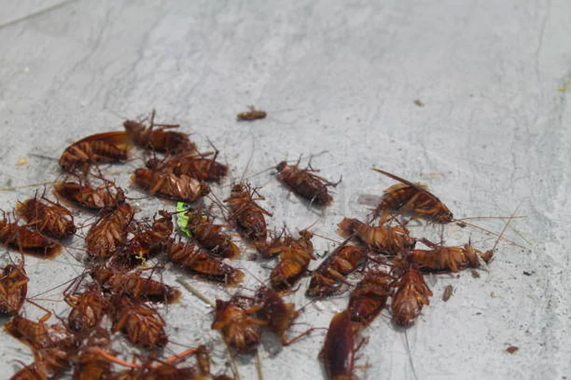 Cockroaches doesnt not belong to your home63216363746051111