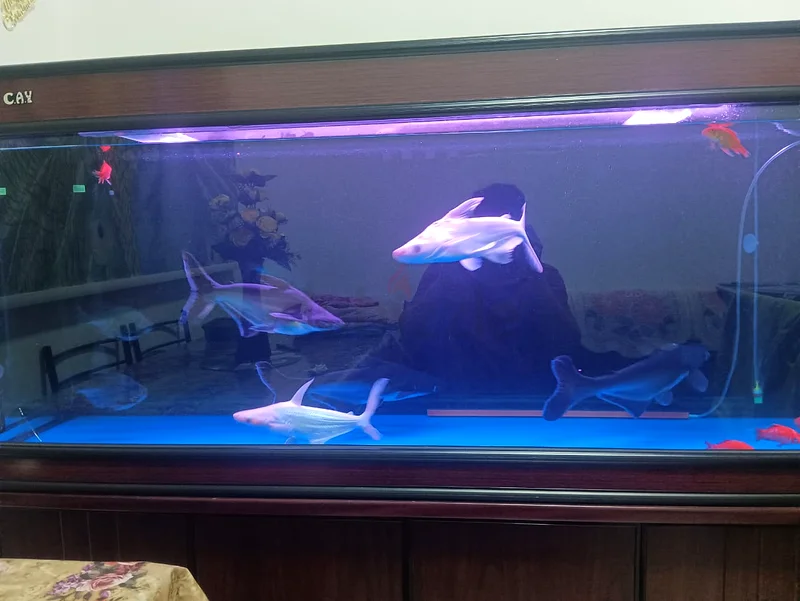 Stunning Aquarium with Elegant Stand - 4 shark and 3 gaint pacu with 2 canister filter.63205893821570112