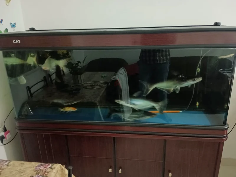 Stunning Aquarium with Elegant Stand - 4 shark and 3 gaint pacu with 2 canister filter.63205893821570111