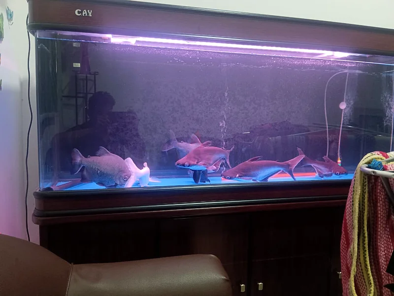 Stunning Aquarium with Elegant Stand - 4 shark and 3 gaint pacu with 2 canister filter.63205893821570114
