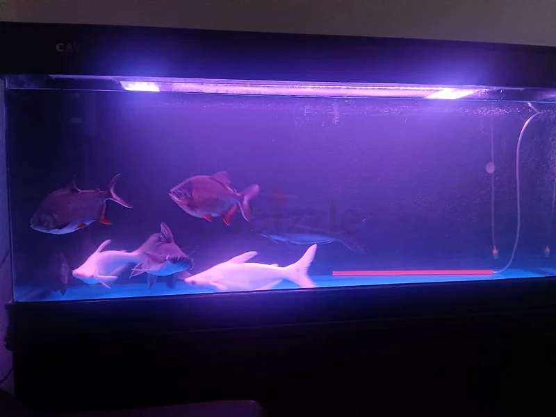 Stunning Aquarium with Elegant Stand - 4 shark and 3 gaint pacu with 2 canister filter.63205893821570113