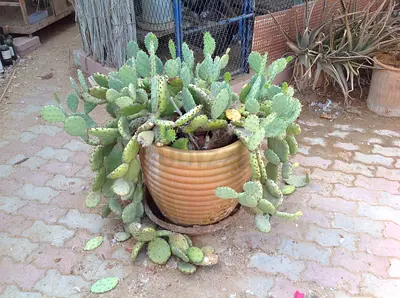 Cactus Plant in Unique Large Pot