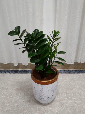 Lush Green Indoor Plant in Decorative Pot