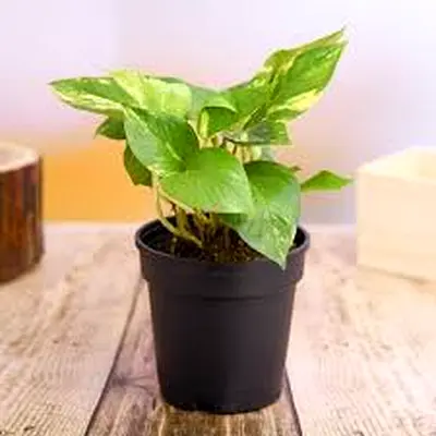 Money plant Golden Pothos